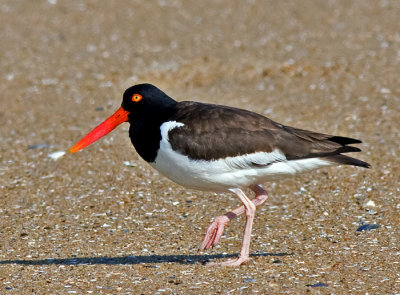 American Oystercatcher