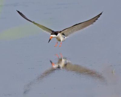 Black Skimmer