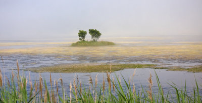 Snow Goose Pool