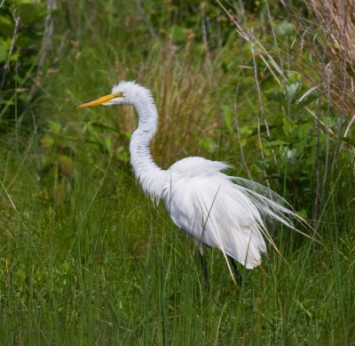 Great Egret