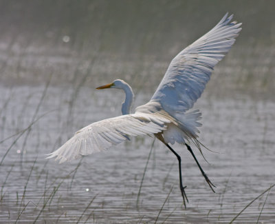 Great Egret