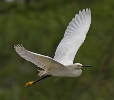 Snowy Egret