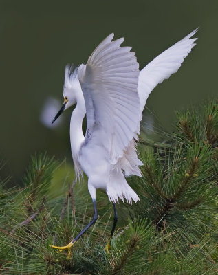 Snowy Egret