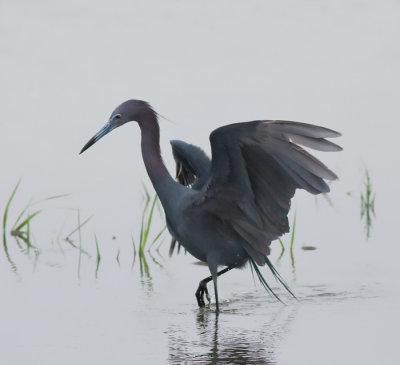 Little Blue Heron