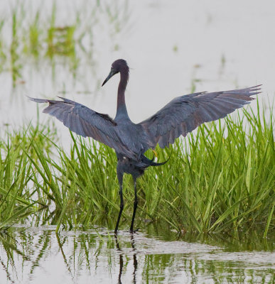 Little Blue Heron