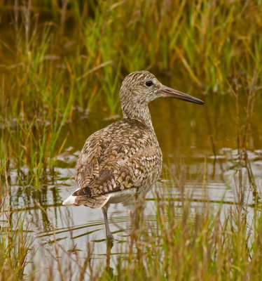 Willet