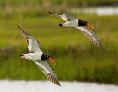 American Oystercatchers