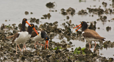 American Oystercatchers