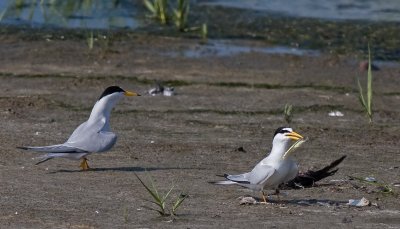 Least Terns