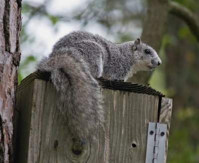 Delmarva Fox Squirrel