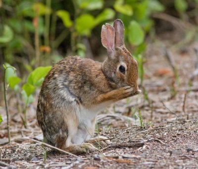 Cottontail Rabbit