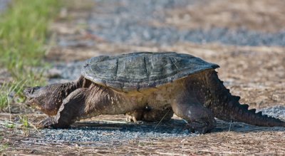 Snapping turtle