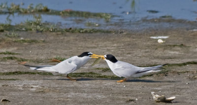 Least Terns