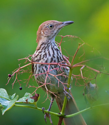 Juvenile Brown Thrasher