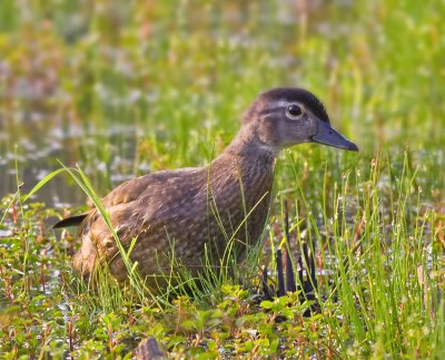 Juvenile Wood Duck