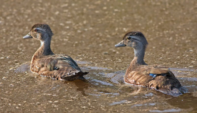 Juvenile Wood Ducks