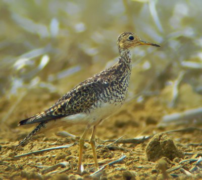 Upland  Sandpiper