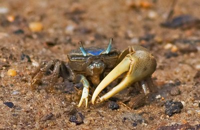 Fiddler crab