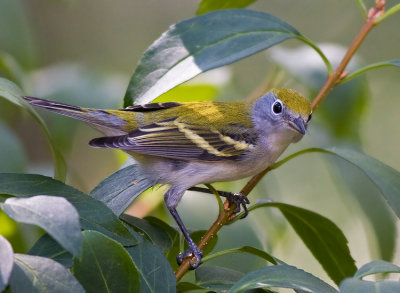 Chestnut-sided Warbler