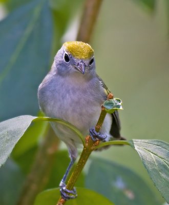 Chestnut-sided Warbler