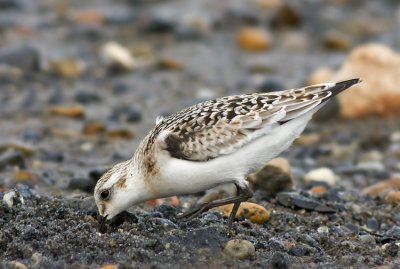 Sanderling