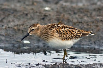 Least Sandpiper