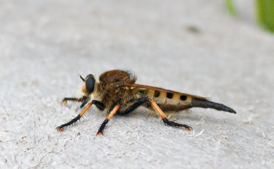 Robber Fly