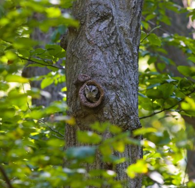 Eastern Screech-Owl