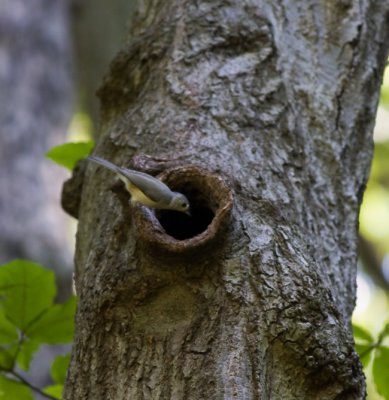 Tufted Titmouse looking for the owl