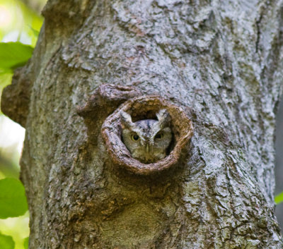 Eastern Screech-Owl