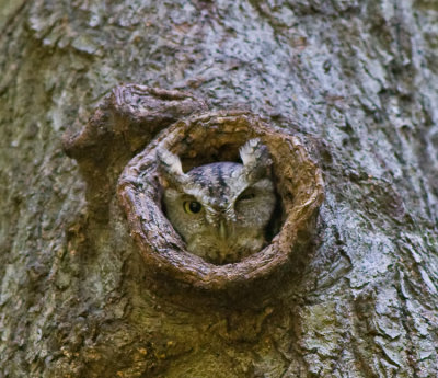 Eastern Screech-Owl