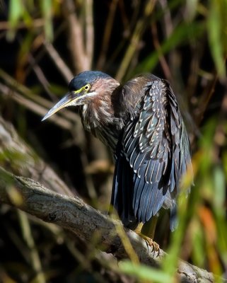 Green Heron at Sparrow Pond