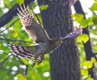 Cooper's Hawk