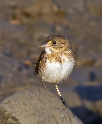 Seaside Sparrow, juvenile