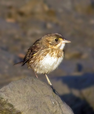 Seaside Sparrow, juvenile