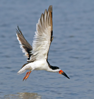 Black Skimmer