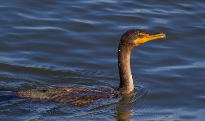 Double-crested Cormorant