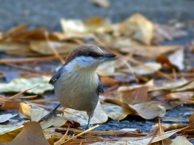 Brown-headed Nuthatch