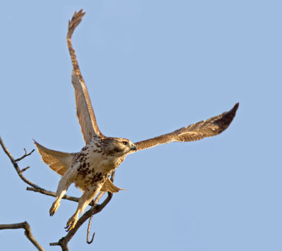 Redd-tailed Hawk