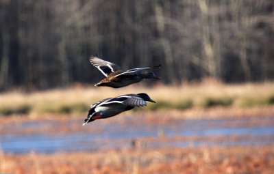 Mallards