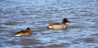 Green-winged Teals