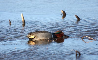 Green-winged Teal