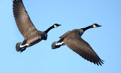 Canada Geese