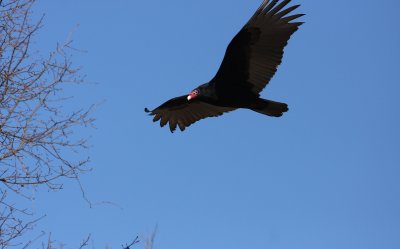 Turkey Vulture