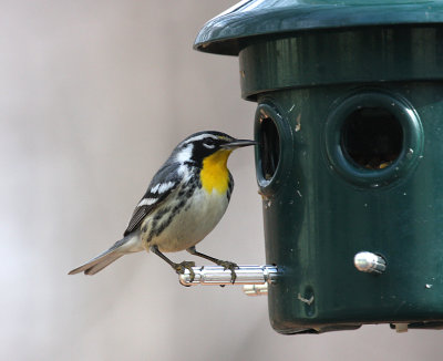 Yellow-throated Warbler