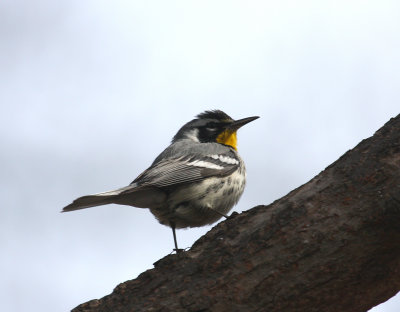 Yellow-throated Warbler