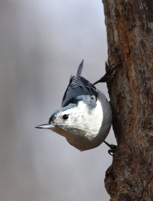 White-breasted Nuthatch