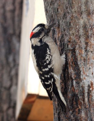 Downy Woodpecker