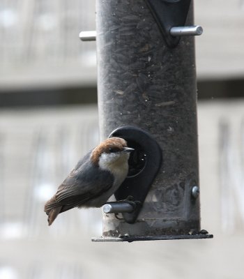 Brown-headed Nuthatch