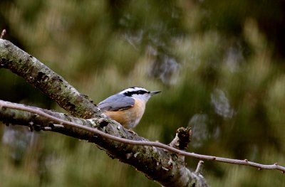 Red-breasted Nuthatch